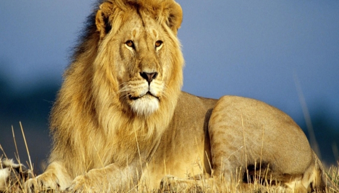 Kruger Big 5 - Africa do Sul